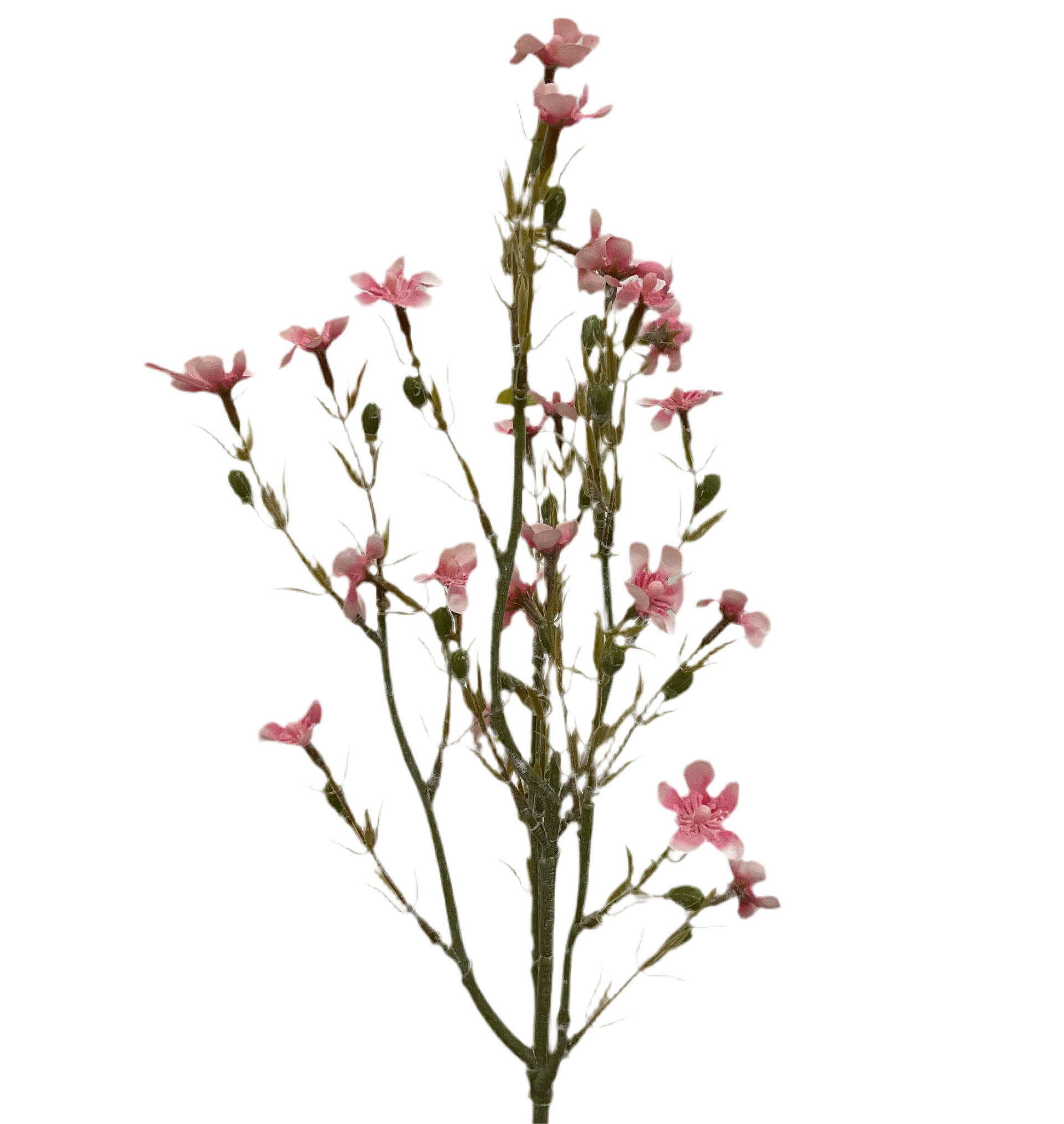 Wax Flower Spray