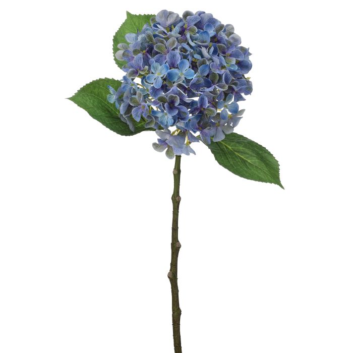 New England Hydrangea Stem