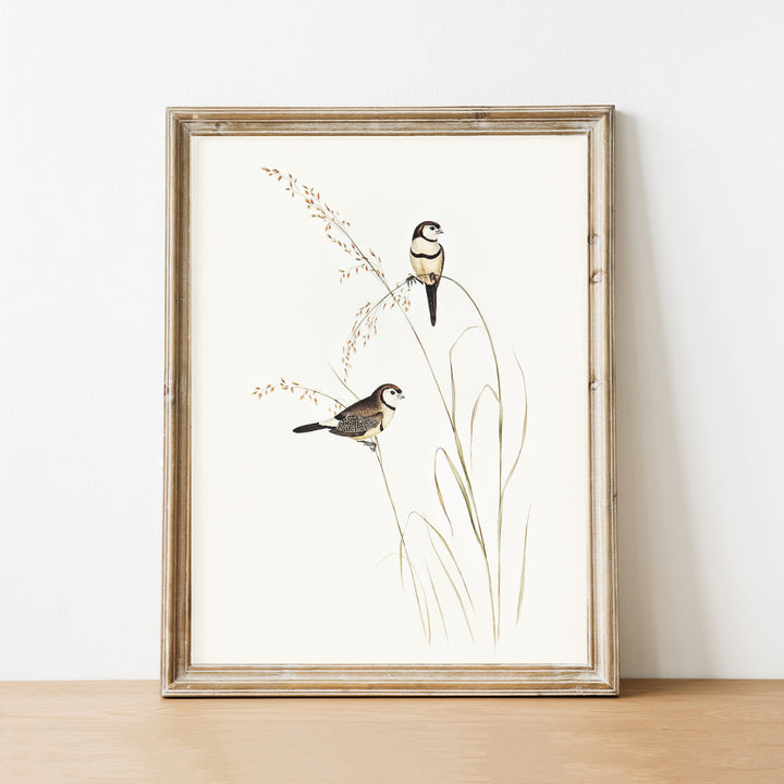 Vintage art prints. Birds vintage art print.