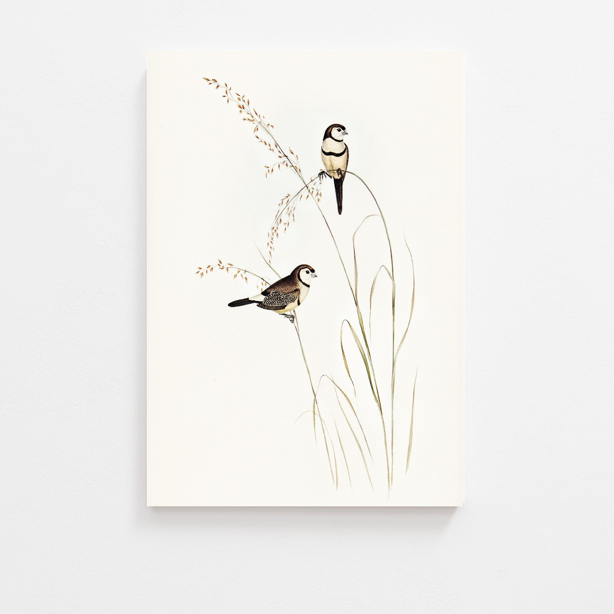Vintage art prints. Birds vintage art print.