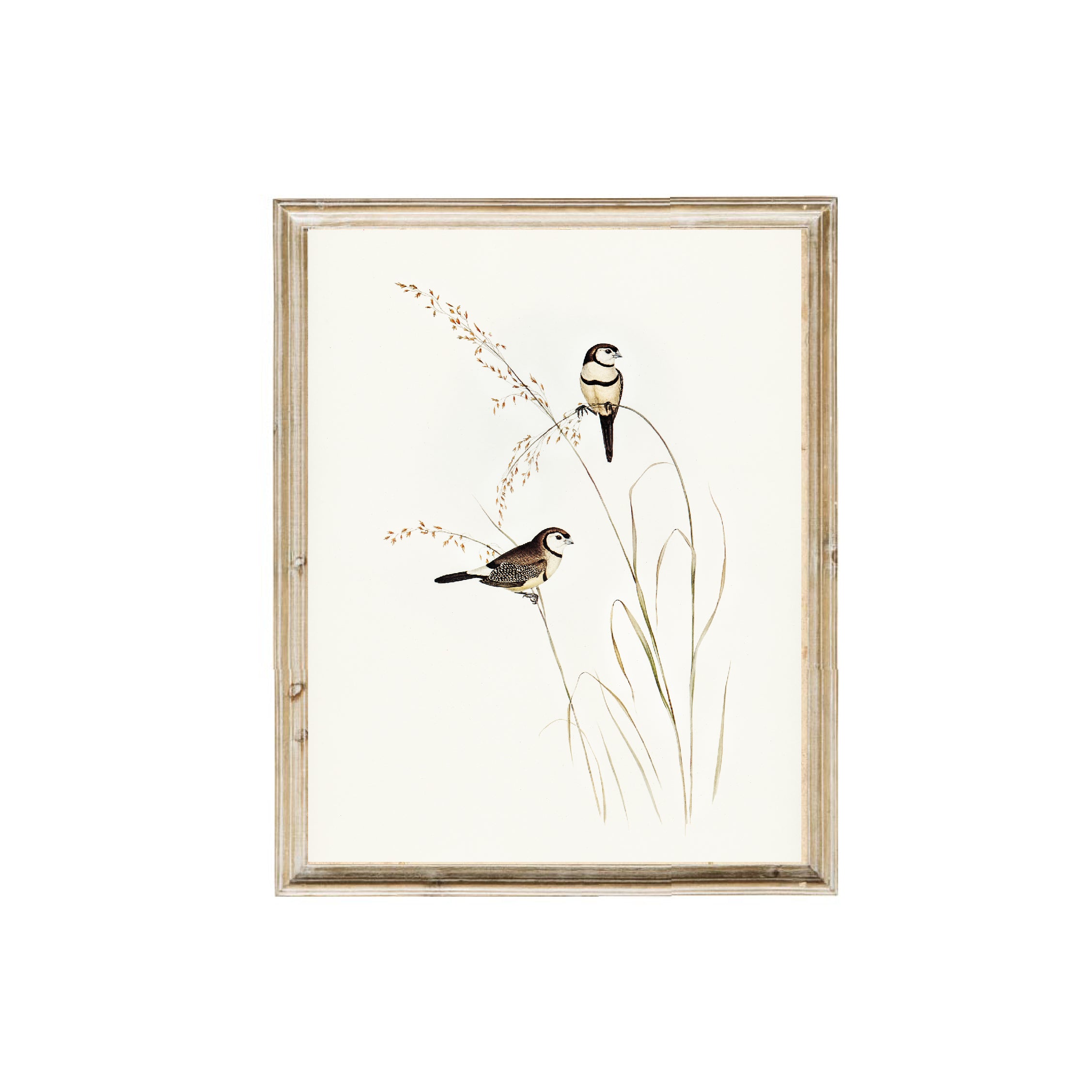 Vintage art prints. Birds vintage art print.