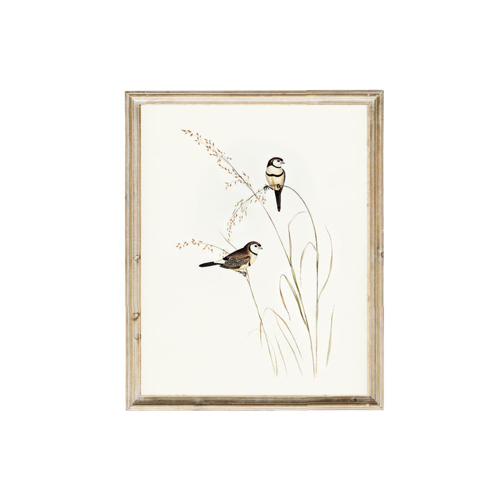 Vintage art prints. Birds vintage art print.