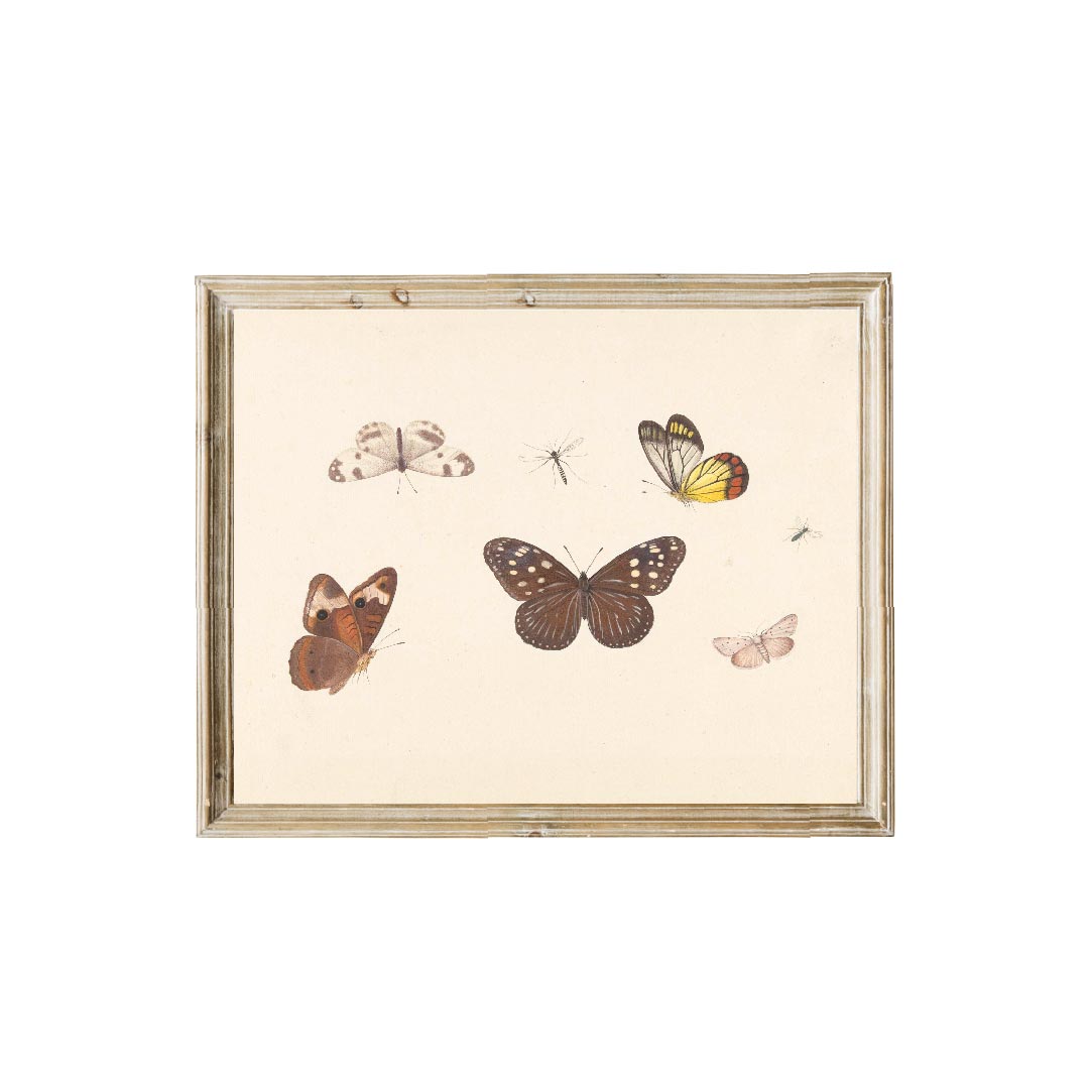 Beautiful butterfly vintage art print