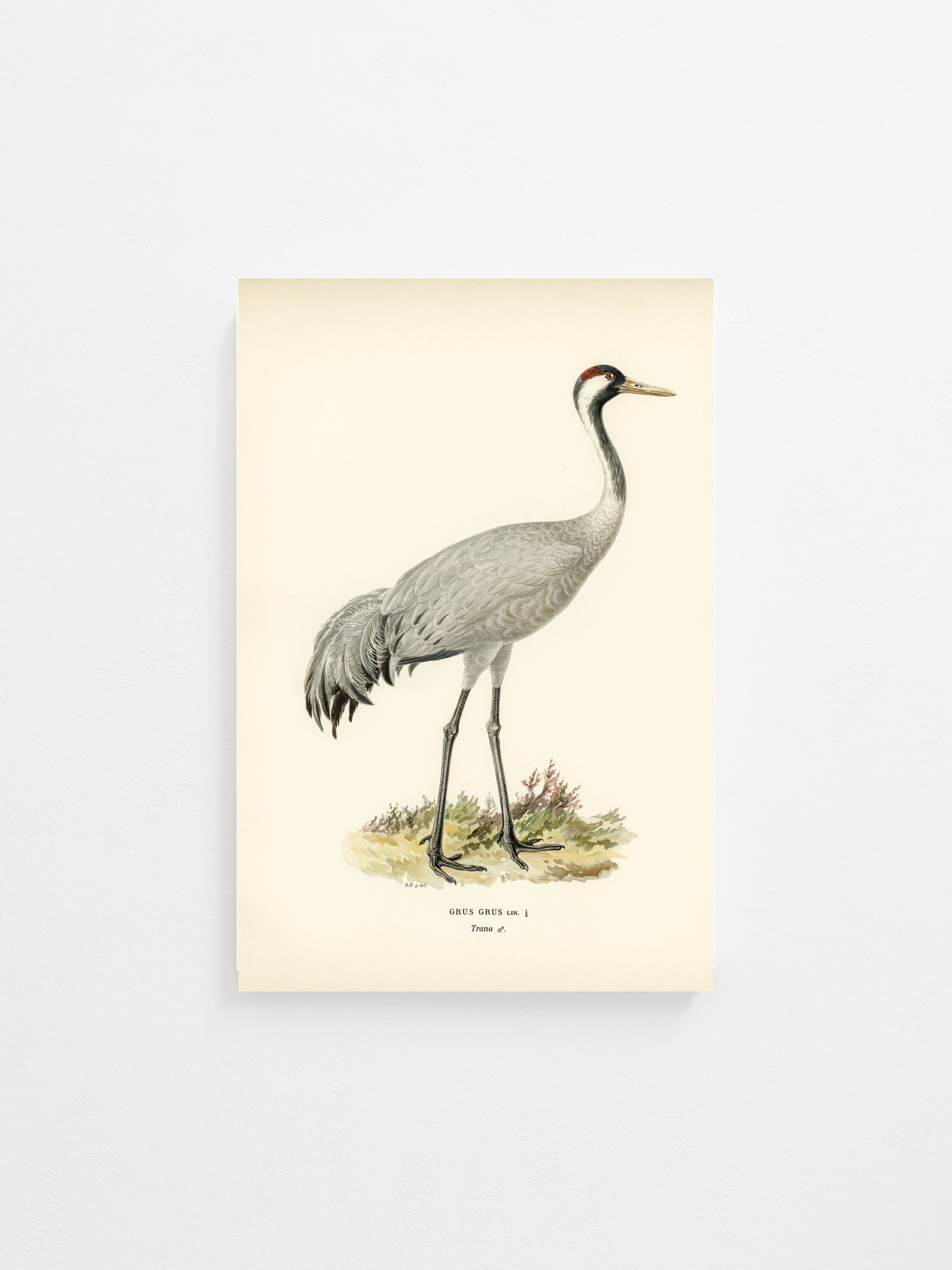 Crane Print
