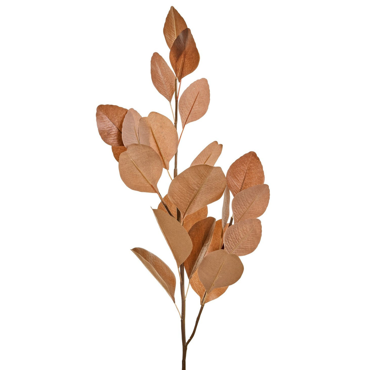 Brown Eucalyptus Stem