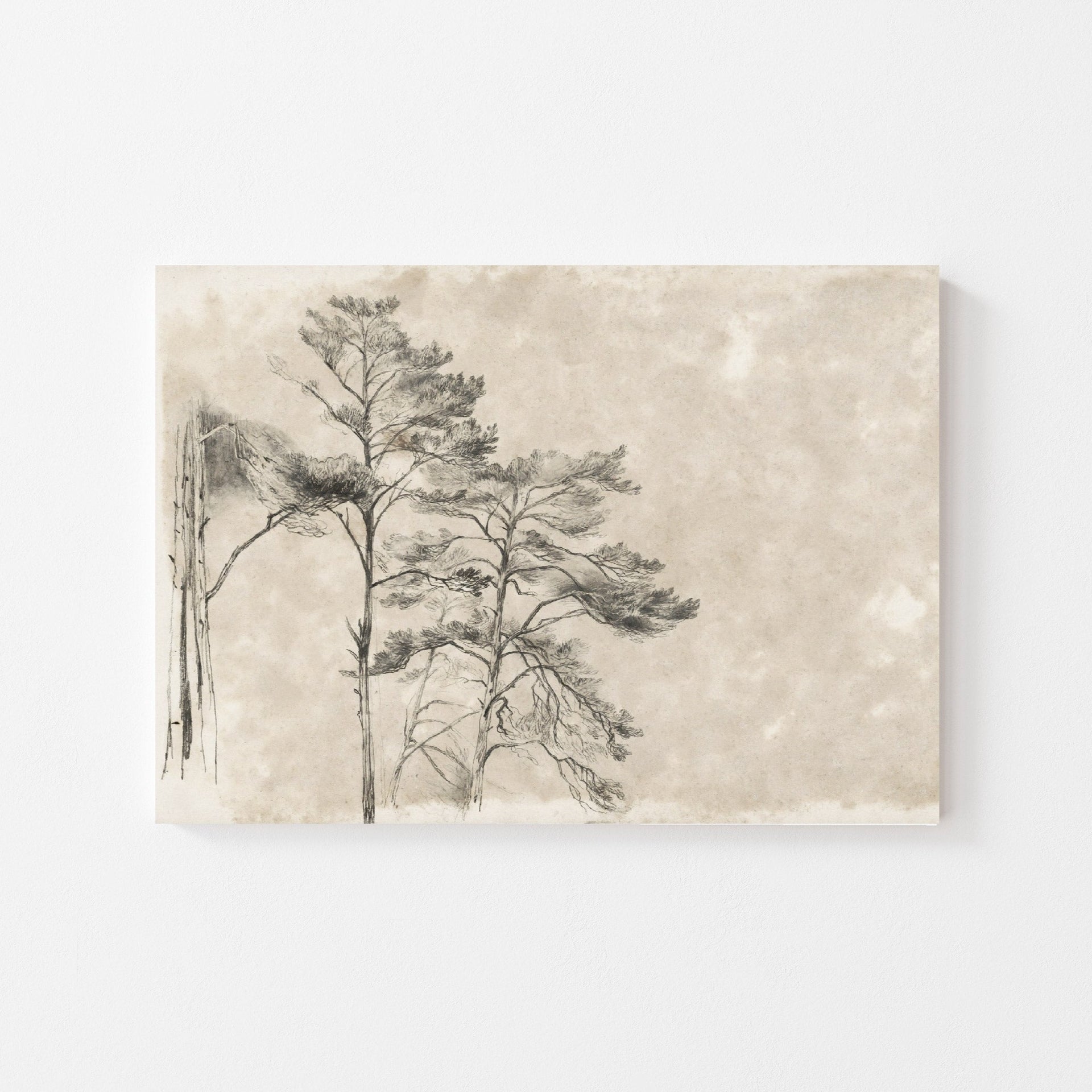 Vintage Tree Sketch