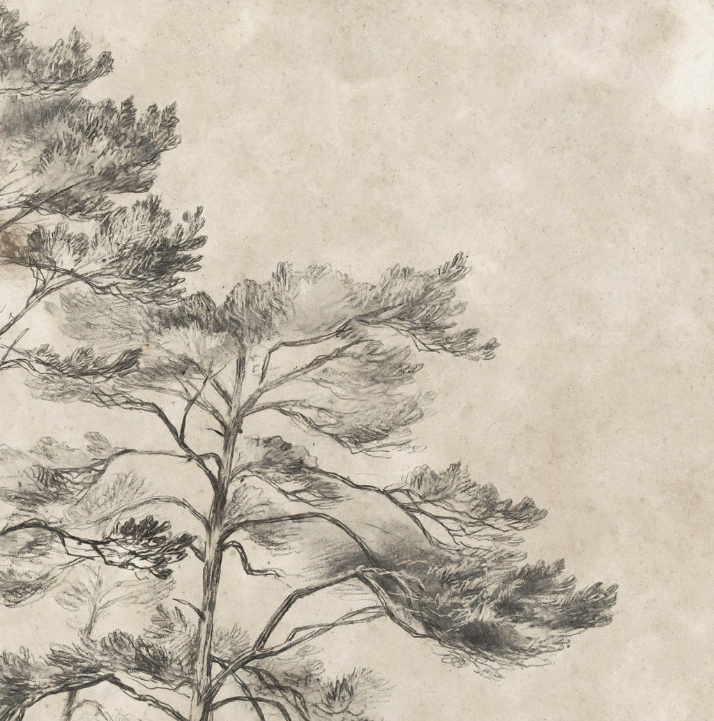 Vintage Tree Sketch