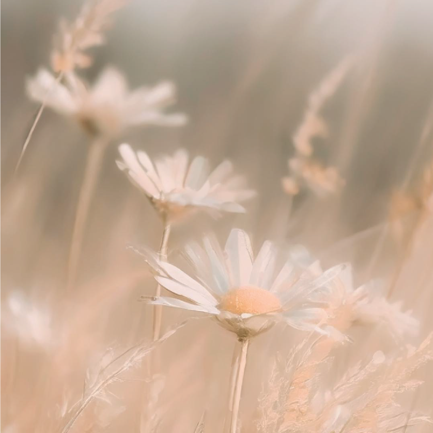 Spring Daisies Art Print
