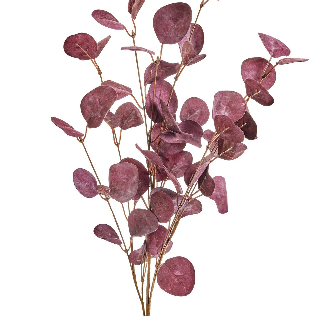 Burgundy Eucalyptus Stem