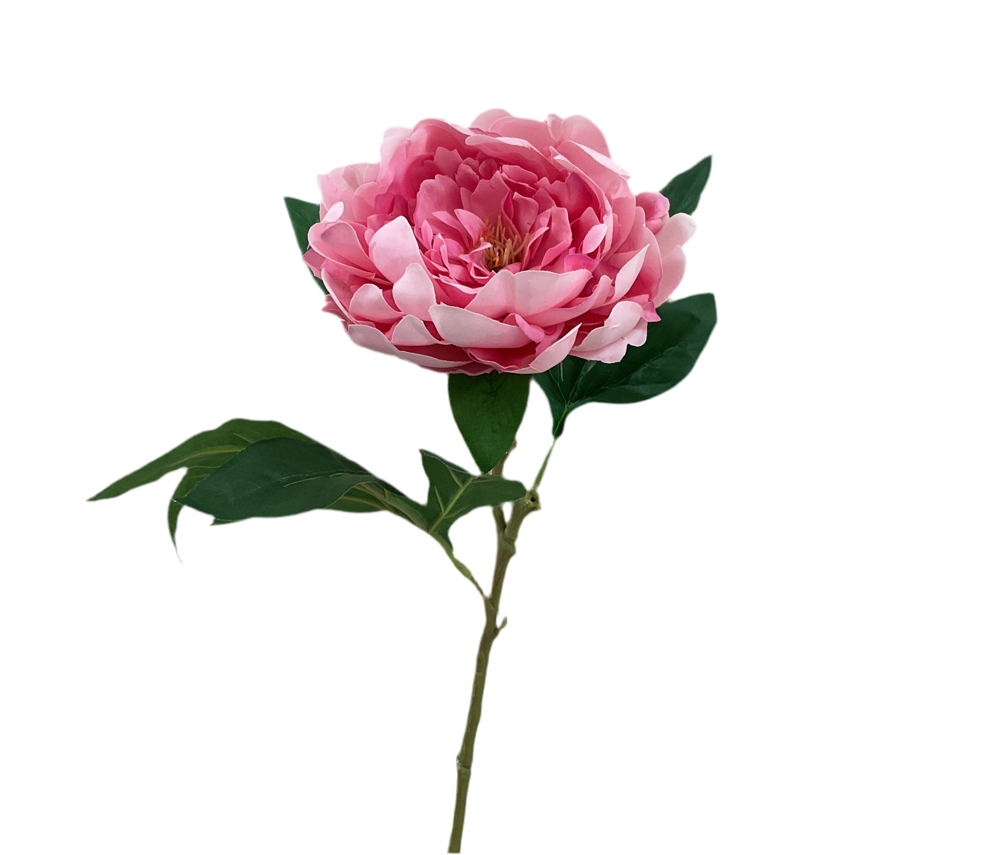 Pink Peony Stem