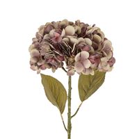 Faded Purple Hydrangea Stem