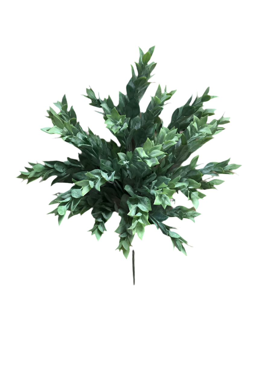 Ruscus Leaves Bush