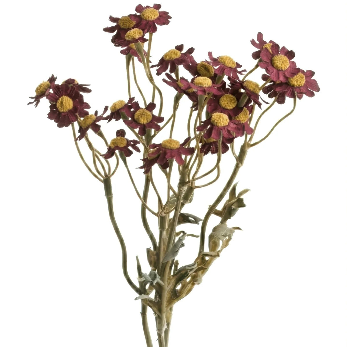 Autumn Red Chamomile Stem