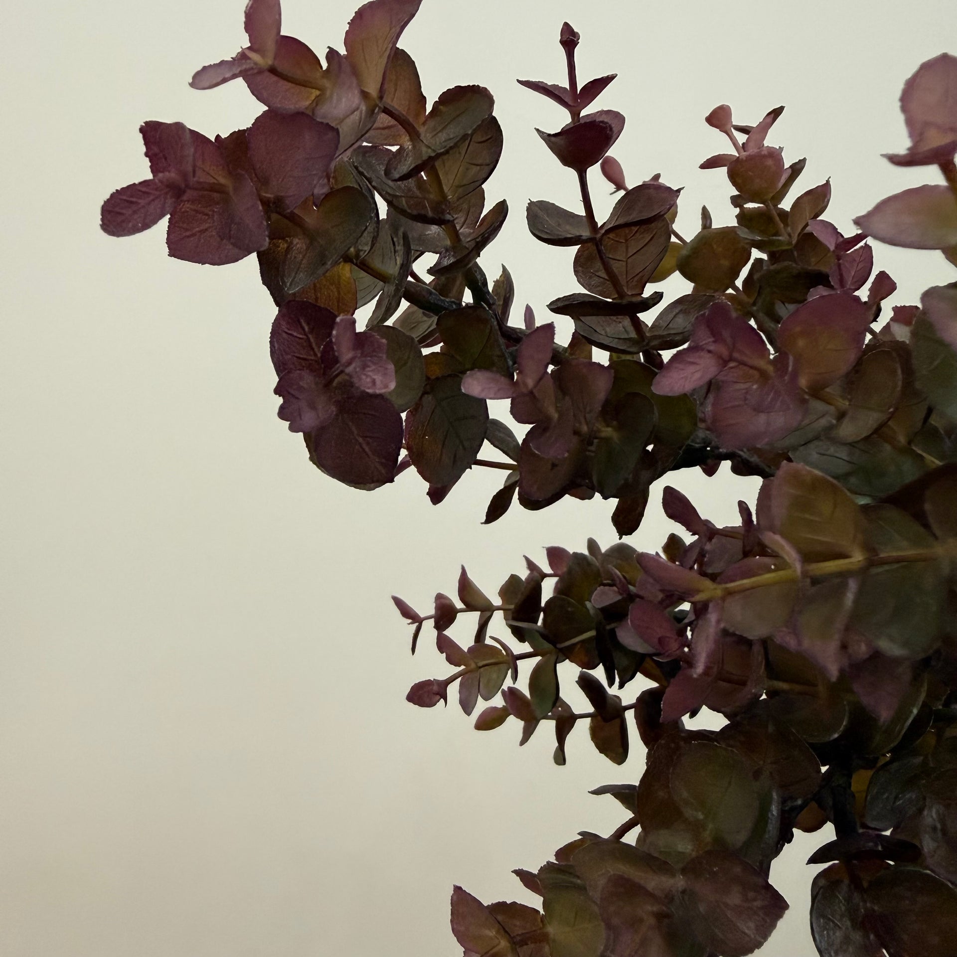 Burgundy Eucalyptus Stem
