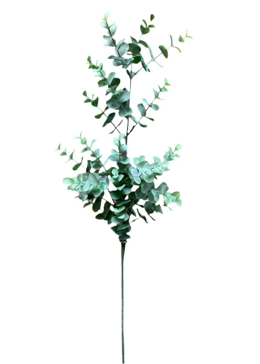 Eucalyptus Spray