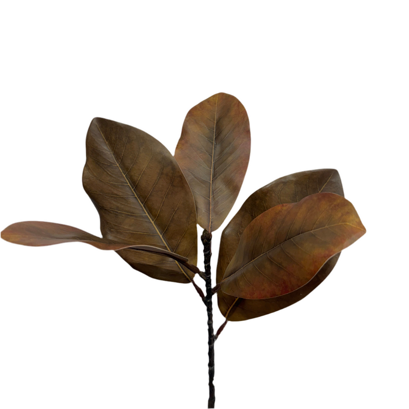Fall Magnolia Stem