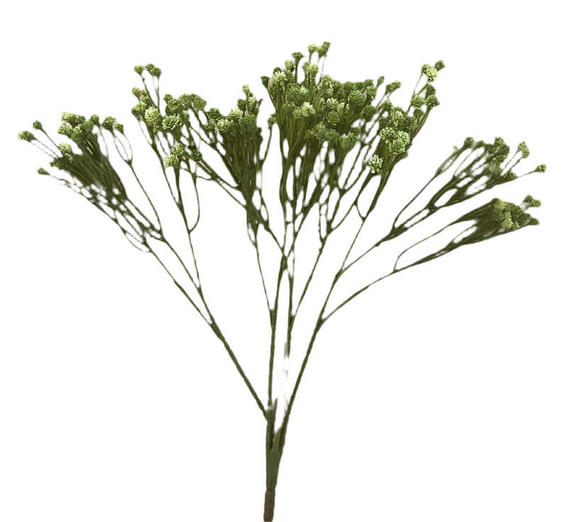 Green Baby’s Breath Stem