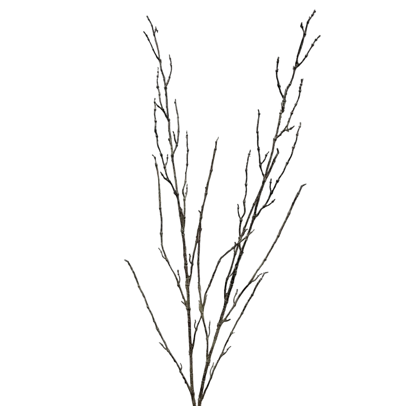 Twig Branch