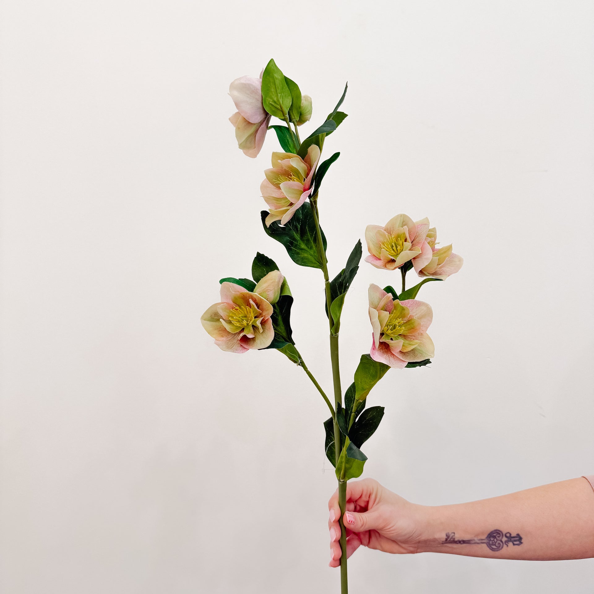 Hellebores Flower Stem