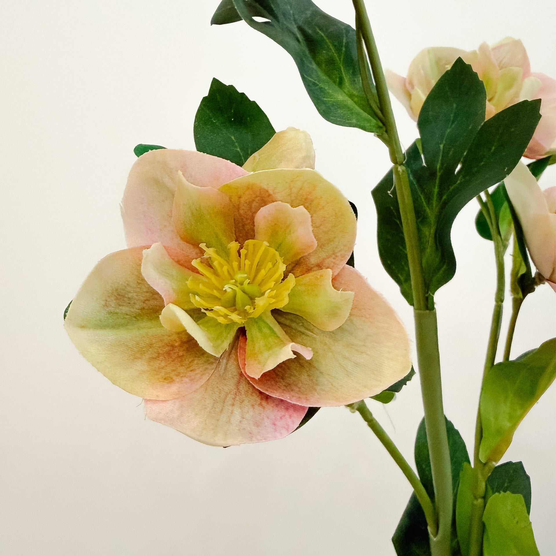 Hellebores Flower Stem