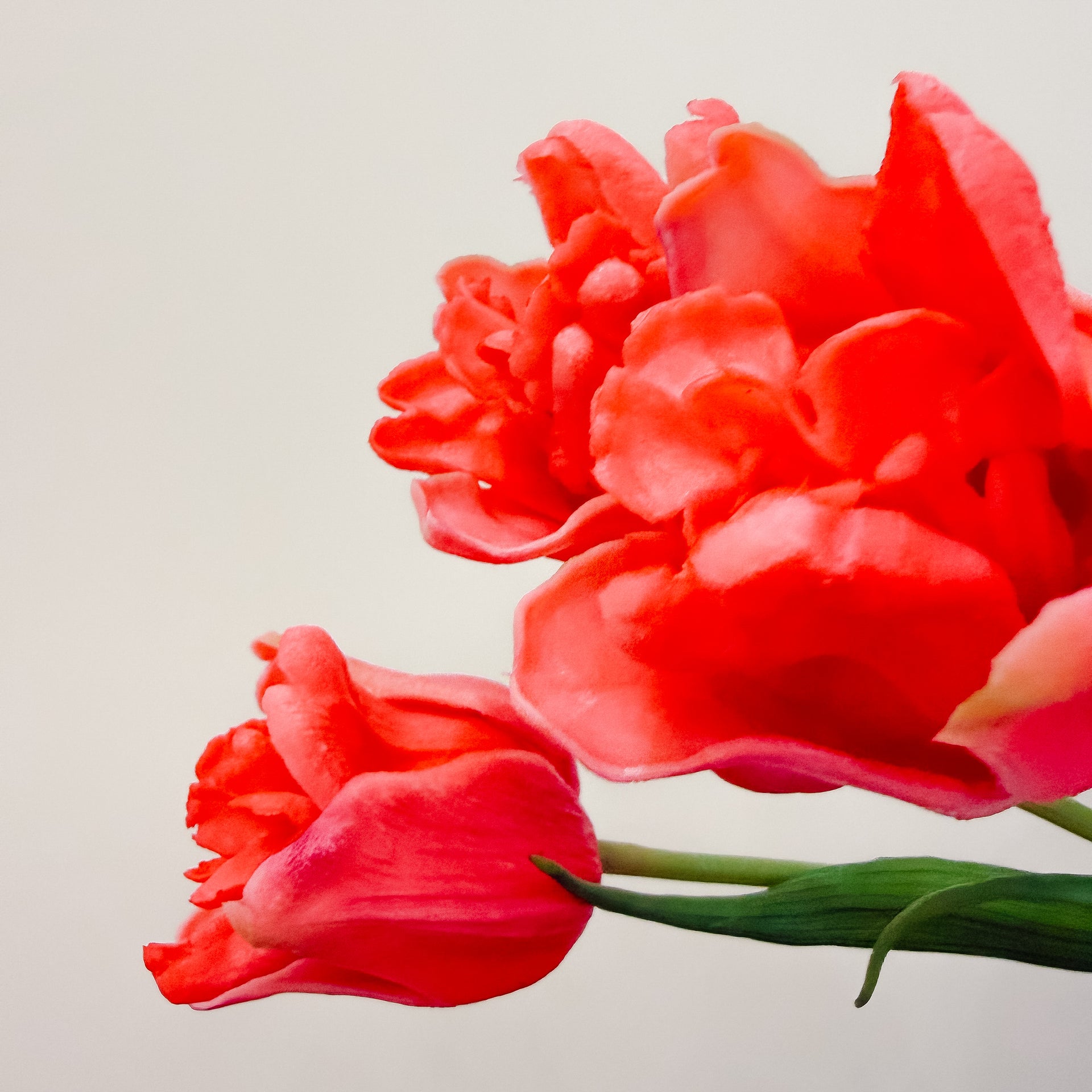 Real Touch Ruffled Rose Tulips