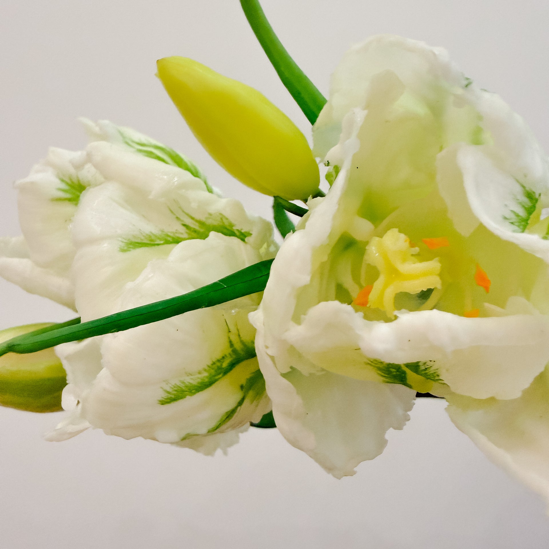 Real Touch White Parrot Tulips