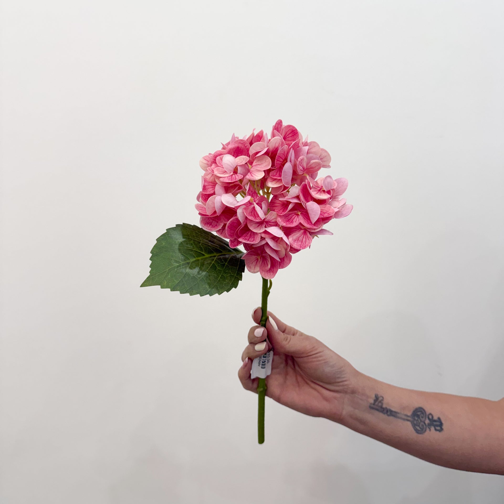 Soft Pink Hydrangea Stem