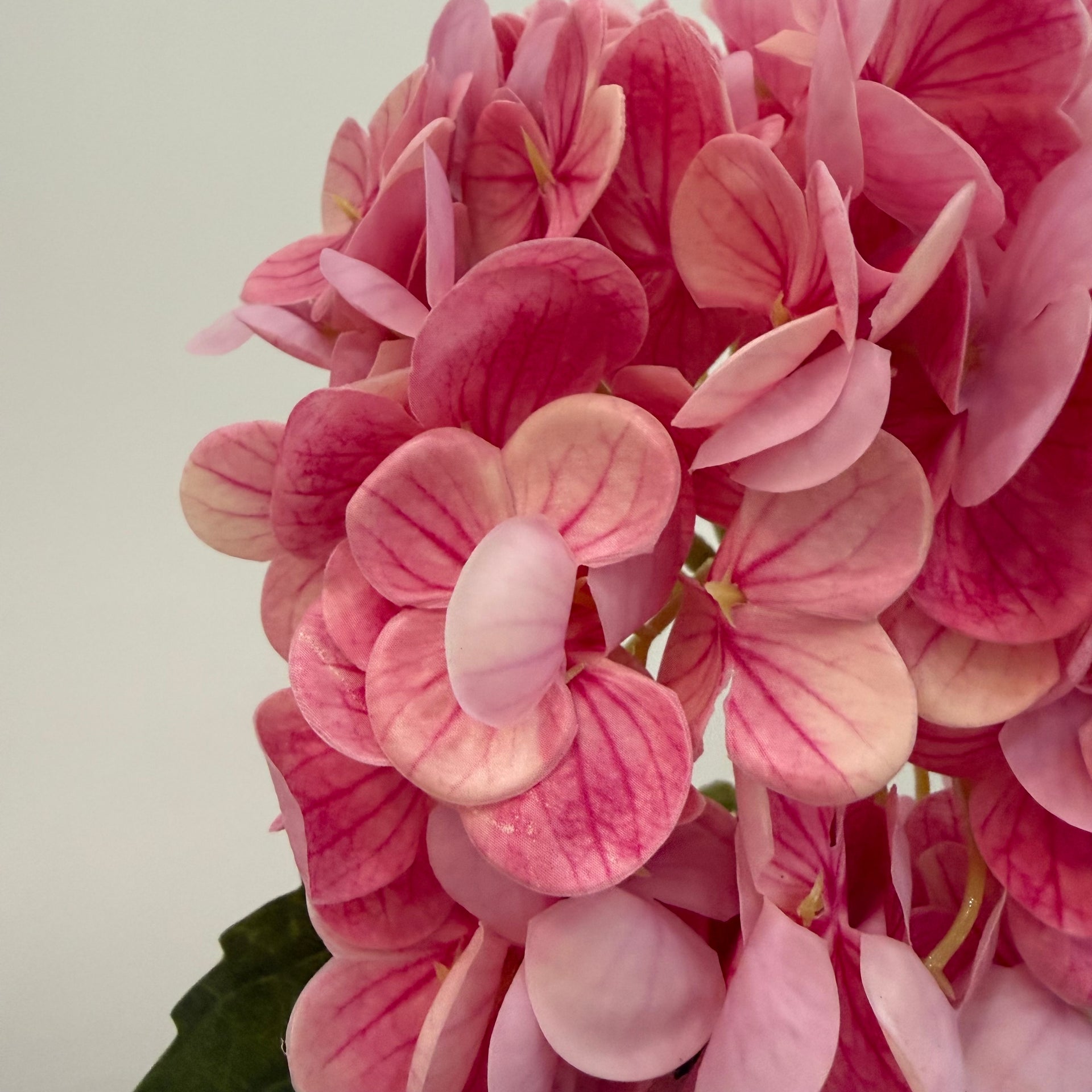 Soft Pink Hydrangea Stem