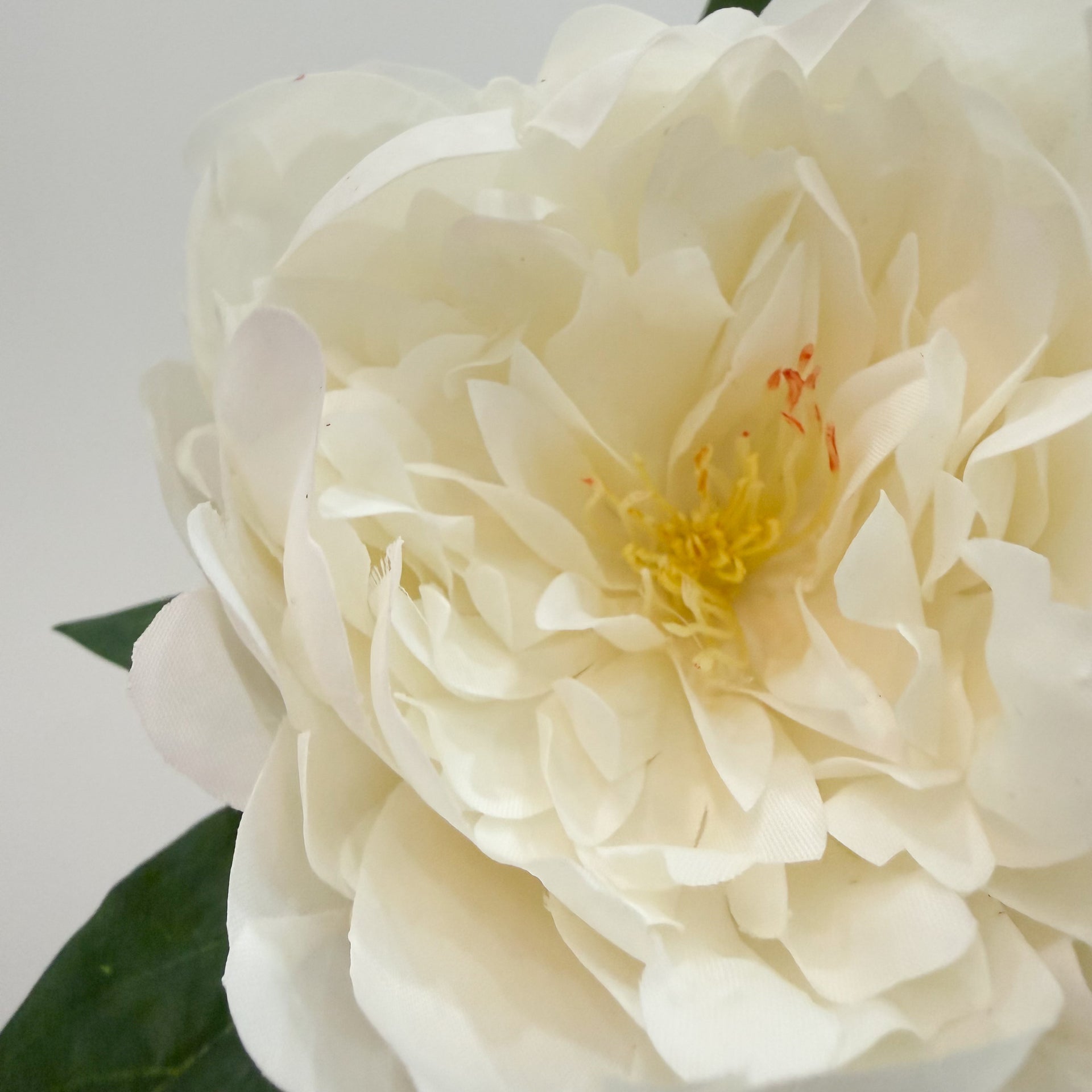 Cream Peony Stem