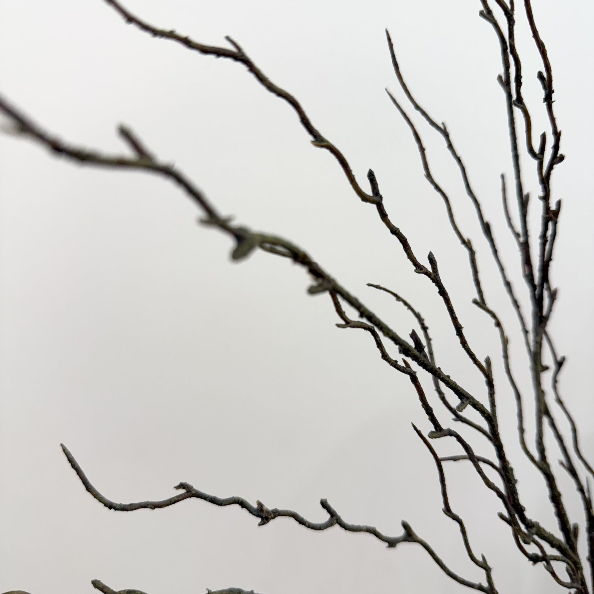 Twig Branch Stem