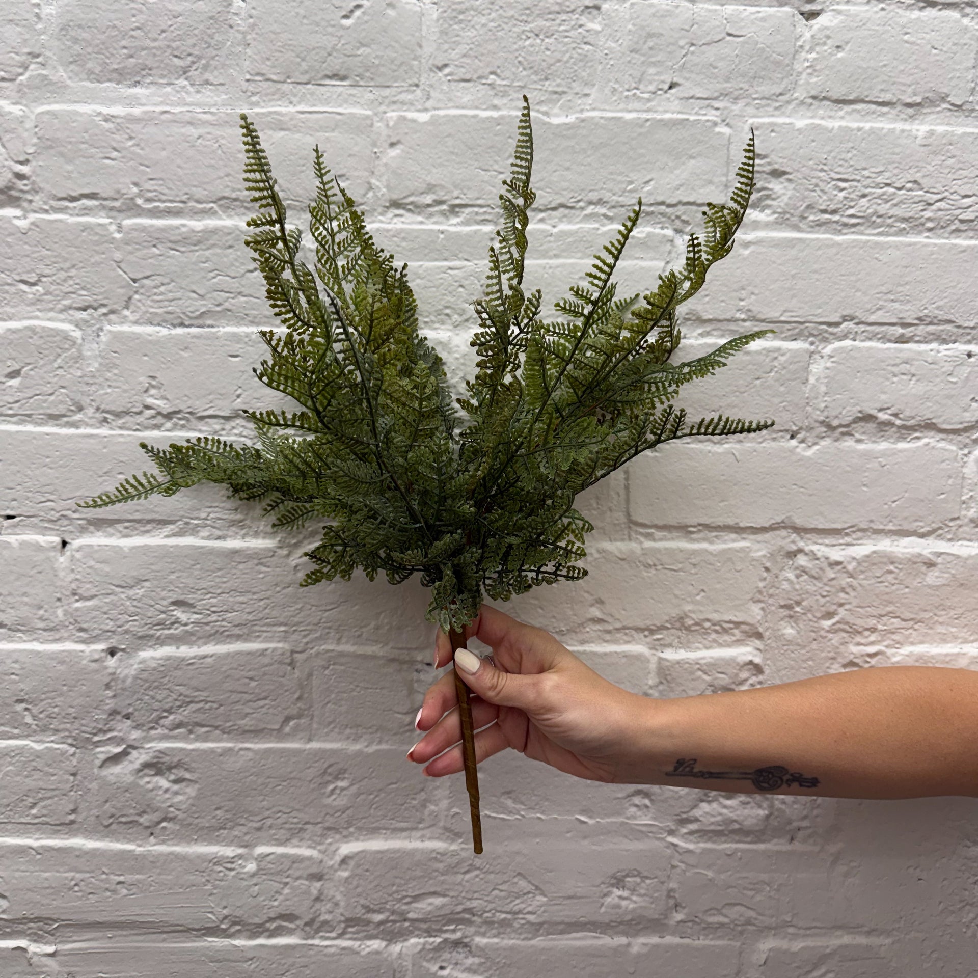 Fern Stem