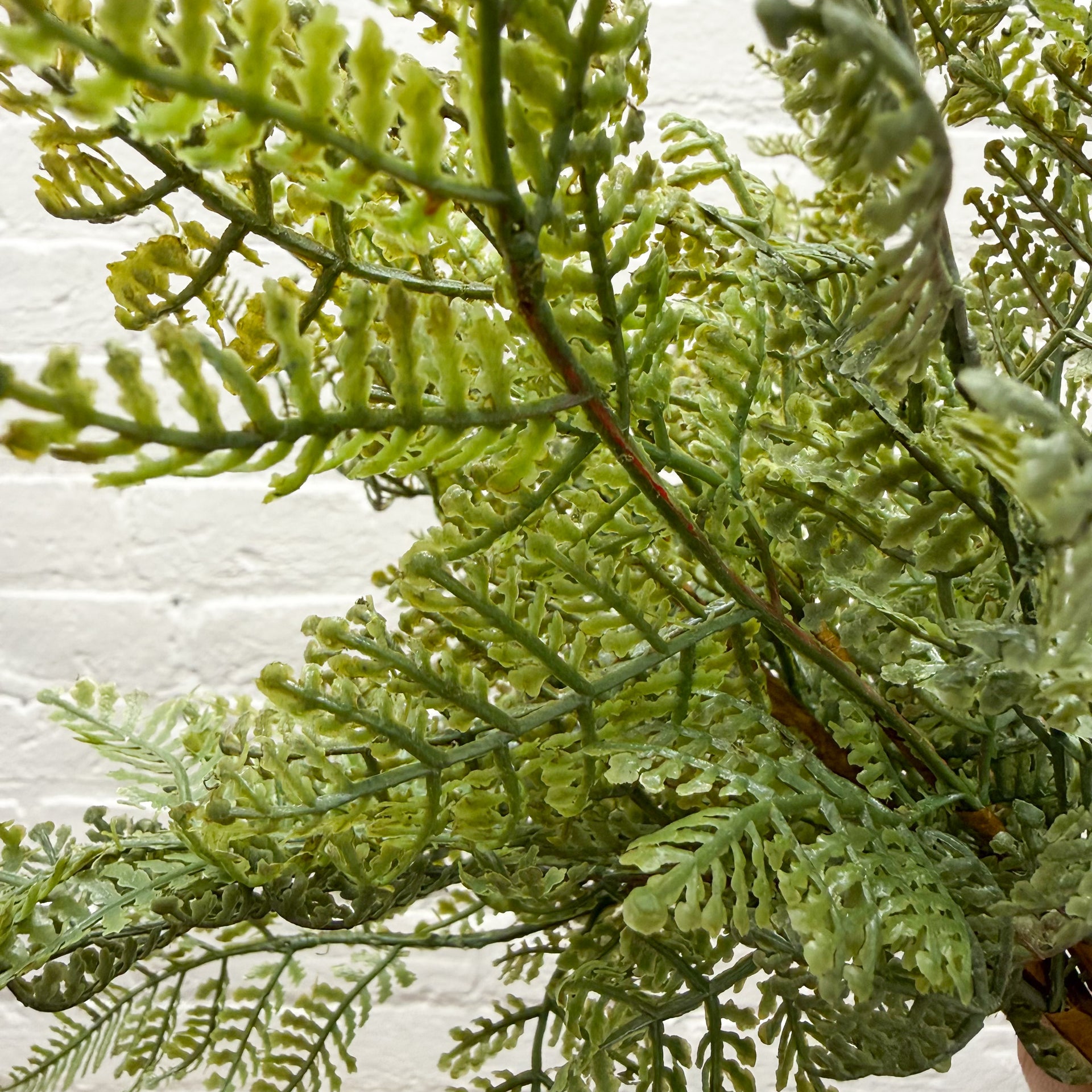 Fern Stem