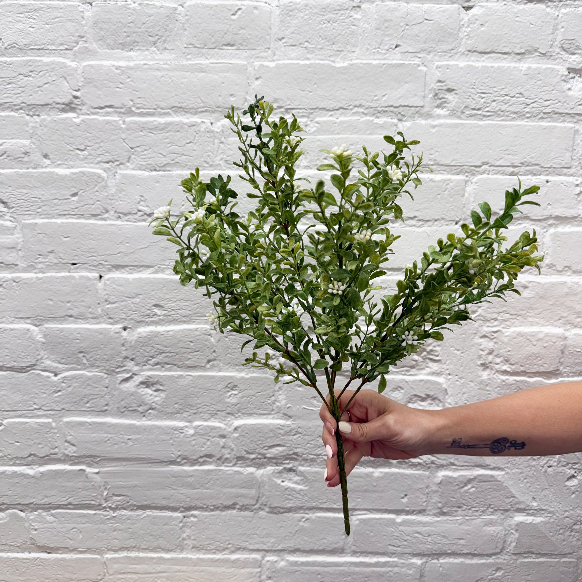 Jasmine Stem
