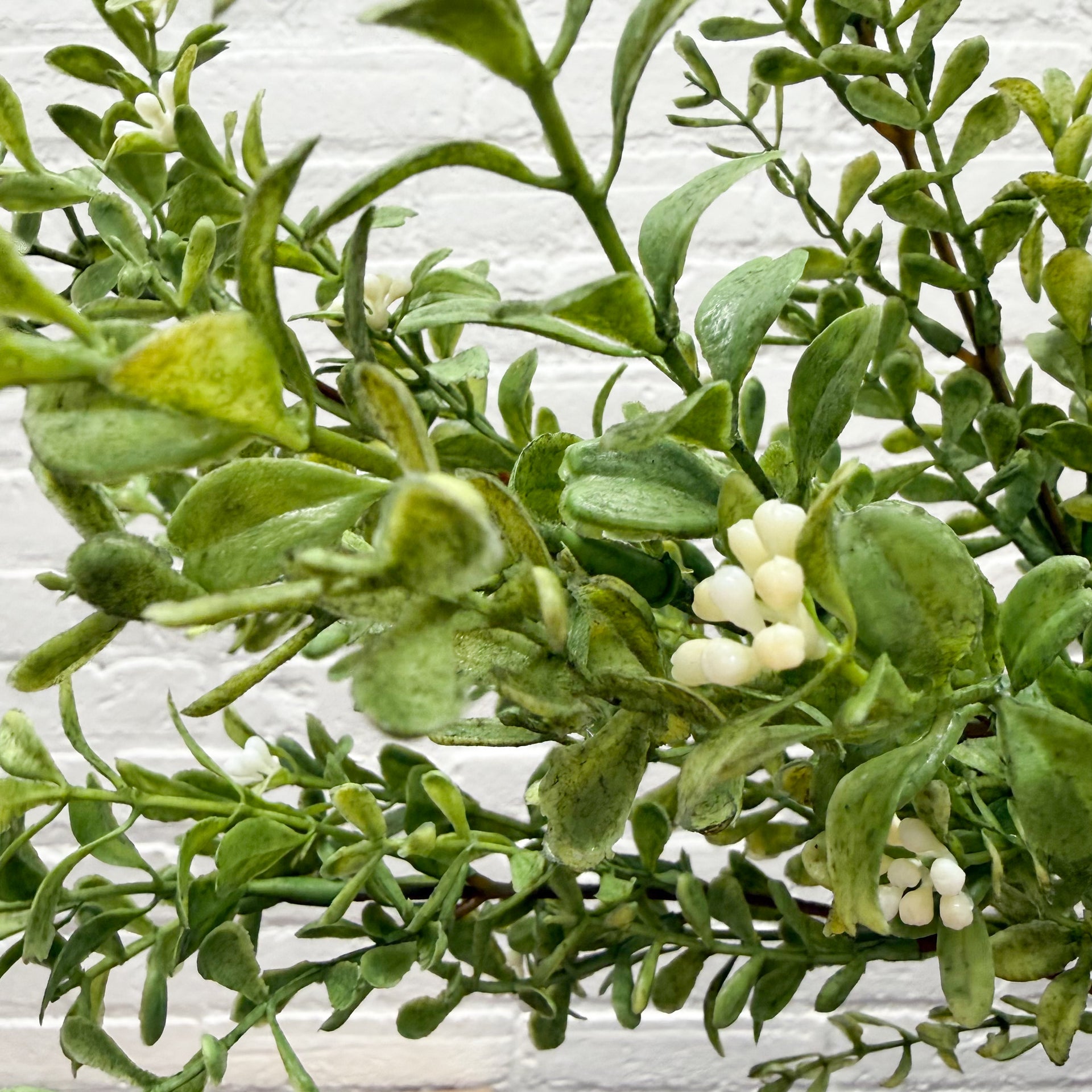 Jasmine Stem