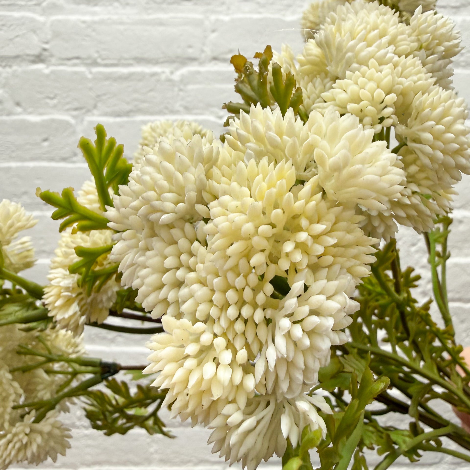 Cream Sedum Stem