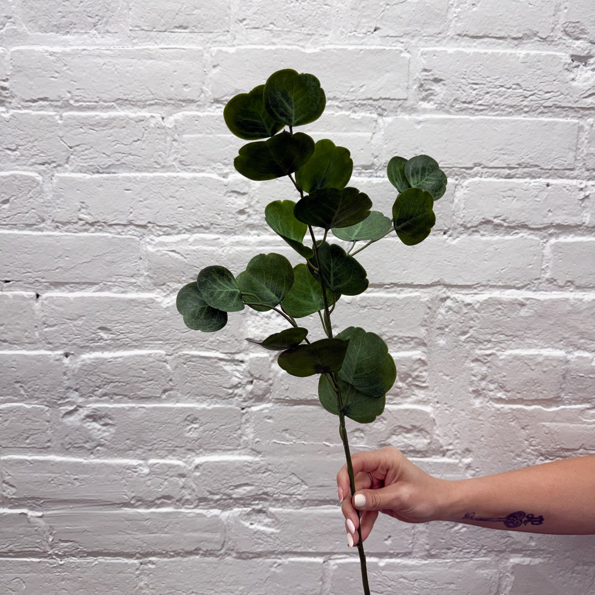 Eucalyptus Spray