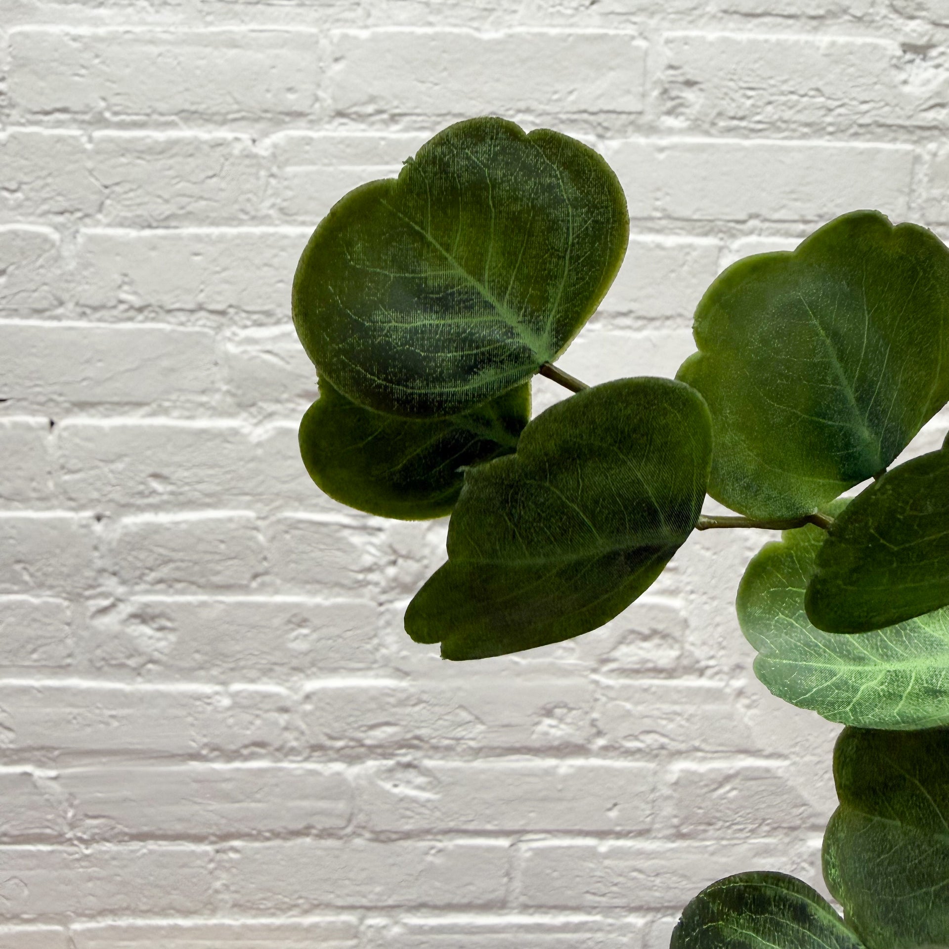 Eucalyptus Spray