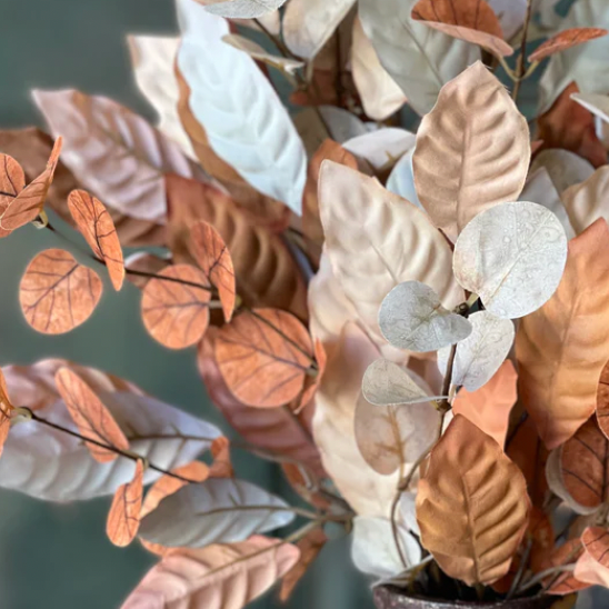 Close-up of a plant with autumnal leaves on a blurred background