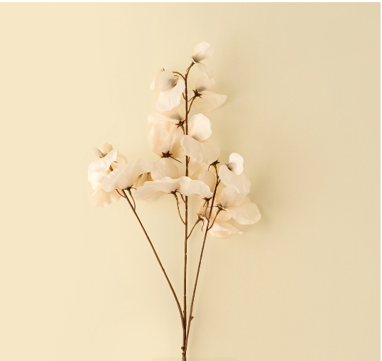 Sweet Pea Stem
