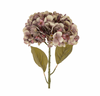 Faded Purple Hydrangea Stem