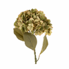 Faded Green Hydrangea Stem