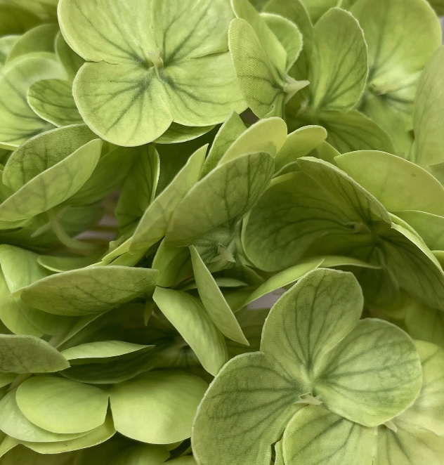 Hydrangea Stem