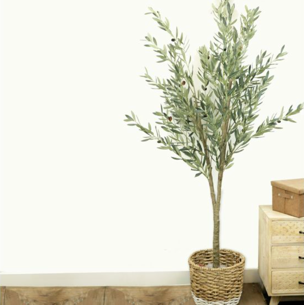 Olive Tree - Pick up only