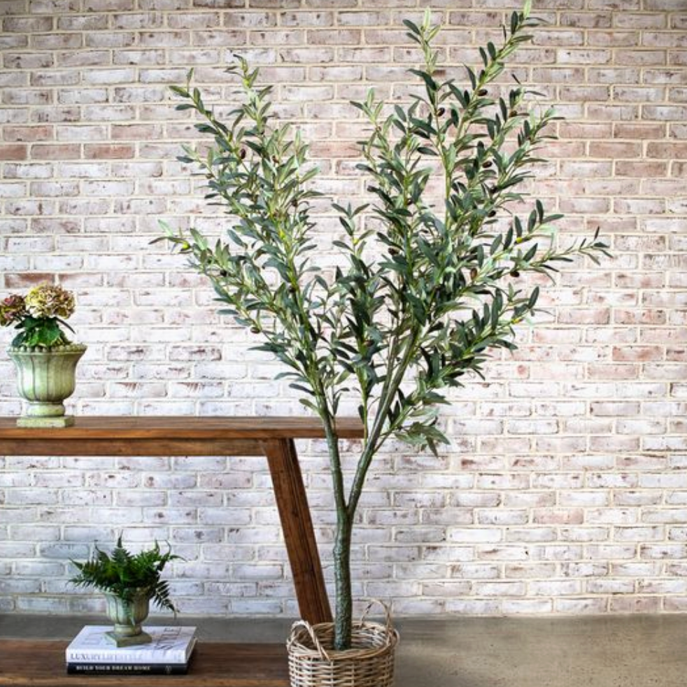 Olive Tree - Pick up Only