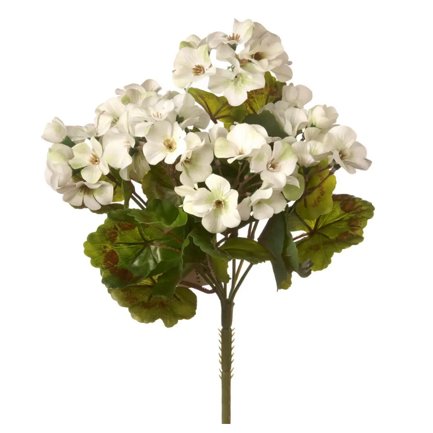 White Geranium Bush