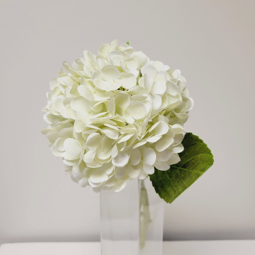 Cream Hydrangea Stem
