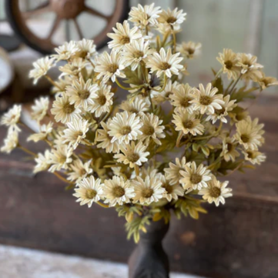 Daisy Bush