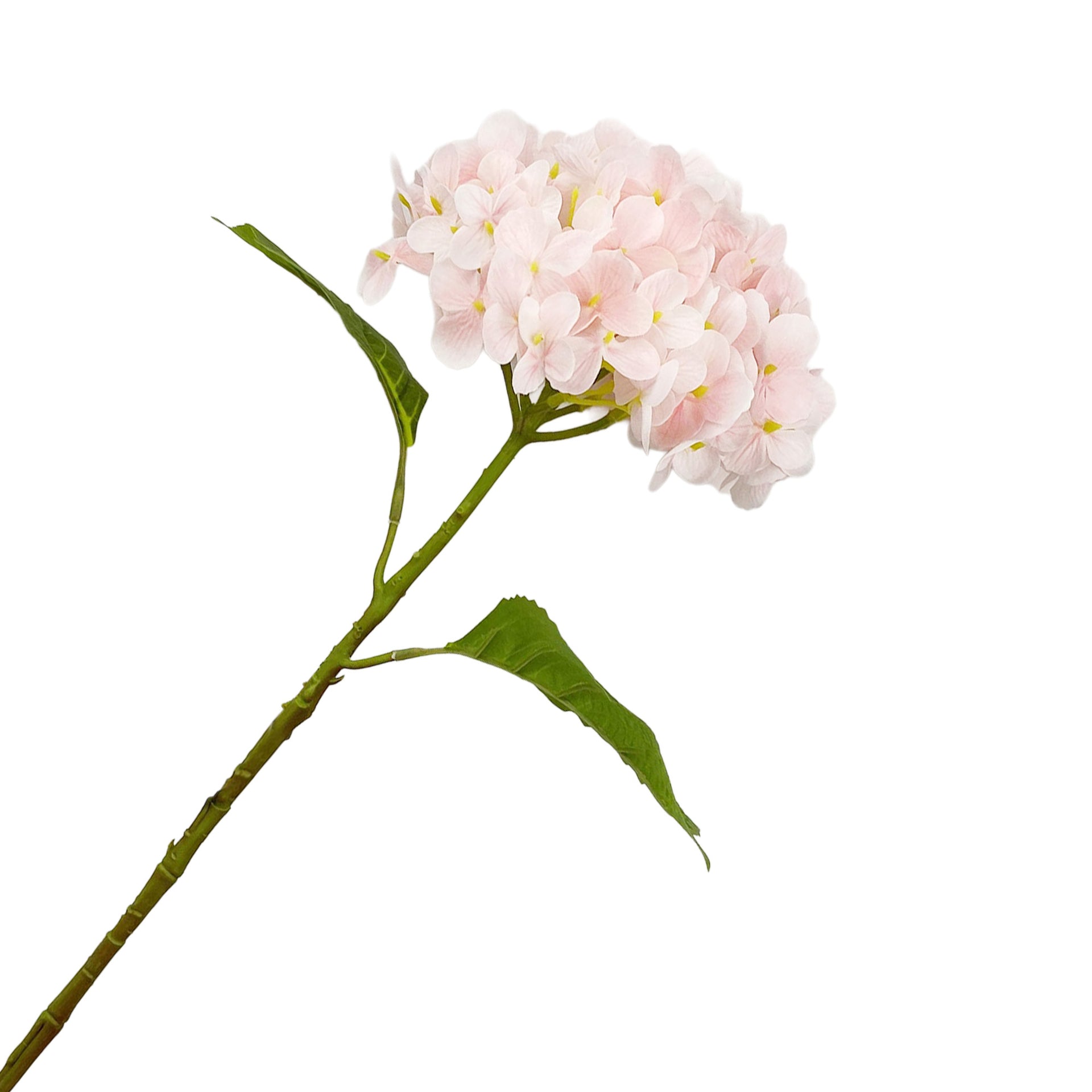 Pink Hydrangea Stem