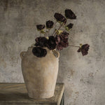 Purple Poppy Stem