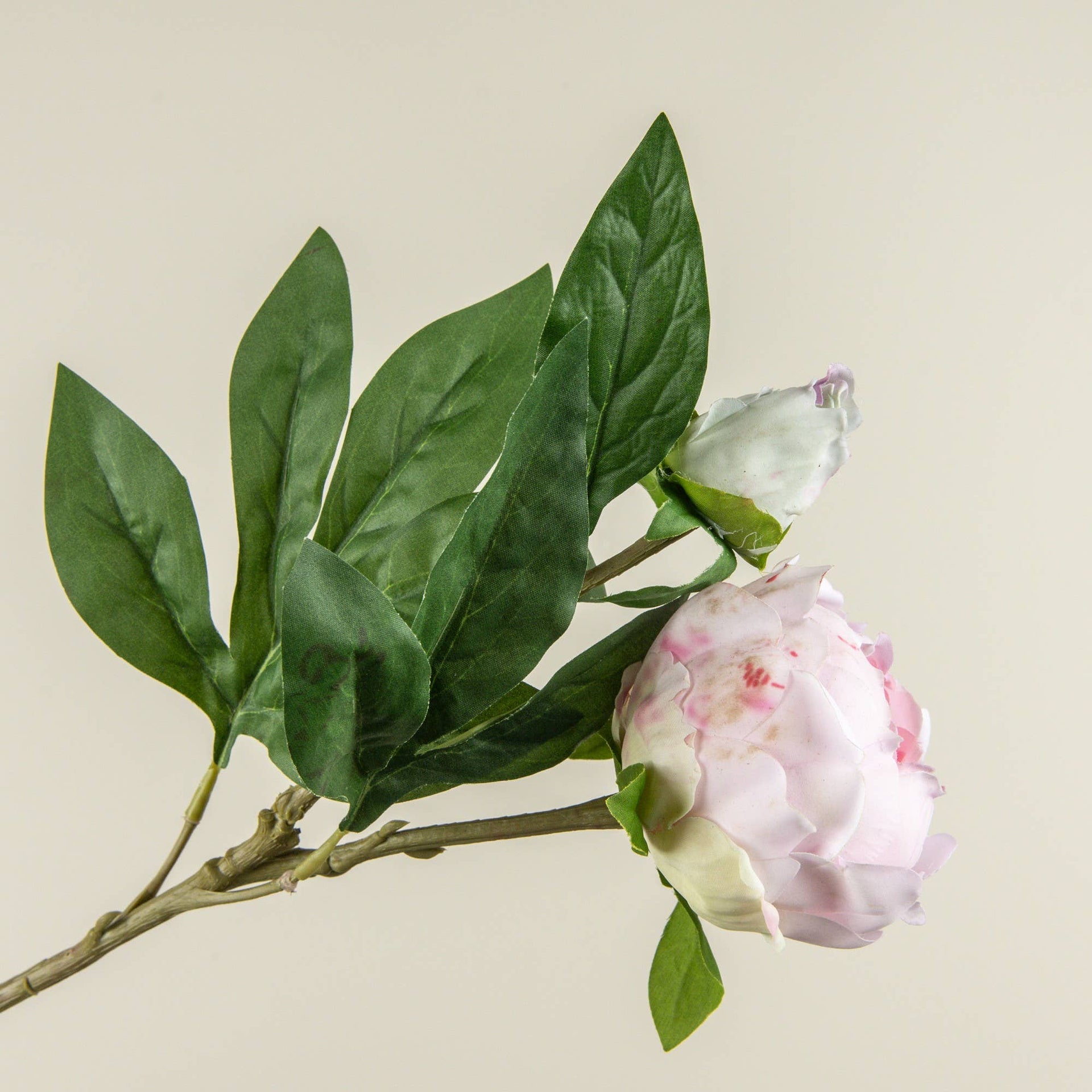 Light Pink Peony Stem